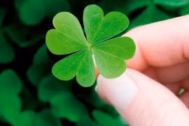 Bộ 3 con giáp siêu may mắn, muốn gì được nấy đầu năm 2019