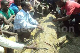 Giết cá sấu nặng 1 tấn trả thù cho vợ yêu