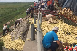 Xe chở gà lật ngửa, dân nháo nhào chạy ra hôi của 