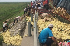 Xe chở gà lật ngửa, dân nháo nhào chạy ra hôi của 