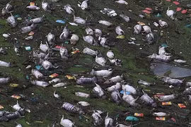 Kinh hoàng hàng chục nghìn con lợn chết nổi trắng sông