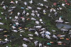 Kinh hoàng hàng chục nghìn con lợn chết nổi trắng sông