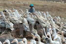 Phát hiện ổ dịch cúm H5N1 ở hộ chăn nuôi Sóc Trăng