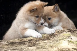 “Tứ đại Quốc khuyển” Việt Nam từng được mang sang Úc làm... thực phẩm