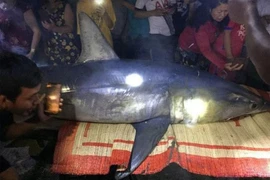 Cá mập xanh 'khủng' dạt vào bờ biển Quảng Trị