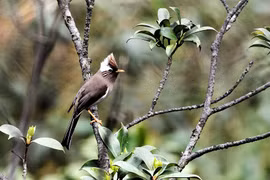 Những loài chim quý hiếm qua ống kính của nhà hoạt động môi trường