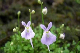 Loài cây mệnh danh sát thủ thân thiện, cực đáng yêu lại vô cùng hung hãn