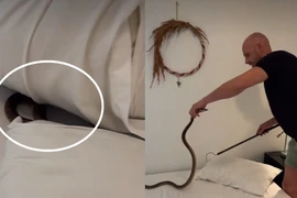 Đột nhiên thấy gối cứng, phát hiện tử thần bên trong 