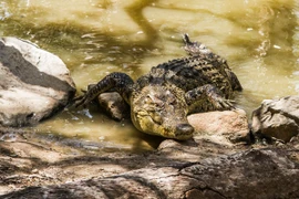 Đi thăm họ hàng, nào ngờ bé trai mất mạng trong bụng cá sấu