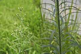 Loài cỏ là "nguyên thân kiếp trước" của chiến thần, chữa được nhiều bệnh