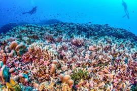 Kinh ngạc loài san hô 'khủng' nhất thế giới, lớn hơn cả cá voi xanh 