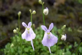 Loài cây mệnh danh sát thủ thân thiện, cực đáng yêu lại vô cùng hung hãn