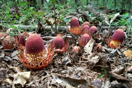  Loài cây ma cà rồng cực đáng sợ, những cây khác ghét vô cùng