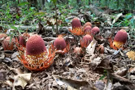  Loài cây ma cà rồng cực đáng sợ, những cây khác ghét vô cùng