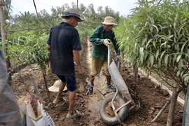 Làng đào Nhật Tân, Phú Thượng mùa Tết 2025