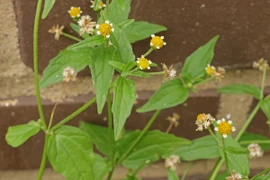 Loài cây "đa nhân cách", lúc nham hiểm khi lại là chiến binh