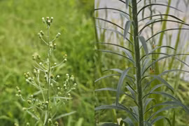 Loài cỏ là "nguyên thân kiếp trước" của chiến thần, chữa được nhiều bệnh