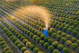 Đồng Tháp: Làng hoa Sa Đéc chuẩn bị mùa Tết