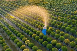 Đồng Tháp: Làng hoa Sa Đéc chuẩn bị mùa Tết