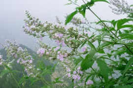 Loài cây tưởng cỏ dại nhưng toàn thân đều là 'báu vật' 