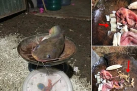 Bắt được cá trê lớn, mổ bụng ra thấy điều ghê rợn 