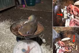 Bắt được cá trê lớn, mổ bụng ra thấy điều ghê rợn 