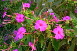  Loài cây tưởng vô dụng nào ngờ mệnh danh "vương giả thực vật"