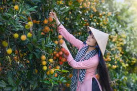 Về thăm cồn Mỹ Phước trải nghiệm du lịch xanh miệt vườn