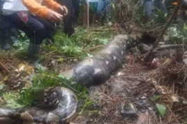 Chàng trai đi làm mãi không về, hóa ra bị trăn khổng lồ nuốt chửng