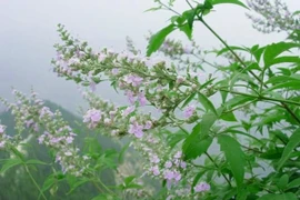 Loài cây tưởng cỏ dại nhưng toàn thân đều là 'báu vật' 