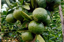 Cam sành rớt giá thảm chỉ còn 2.000 đồng/kg 