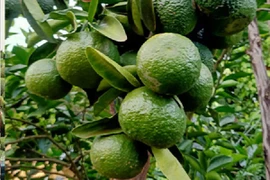 Cam sành rớt giá thảm chỉ còn 2.000 đồng/kg 