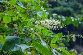 Khám phá loài cây nhìn như "râu rồng", giá trị cực lớn 