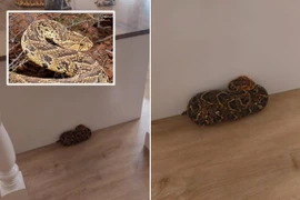 Thấy khăn hoa trên mặt đất, định nhặt lên hóa ra loài vật cực độc