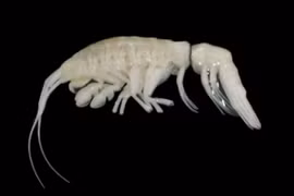 Sinh vật bóng đêm "ngoài hành tinh" lộ diện dưới biển, thế giới sửng sốt vì...