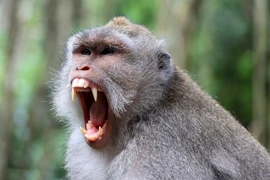 "Băng đảng" khỉ trốn thoát khỏi phòng thí nghiệm, dân lập tức làm điều này 