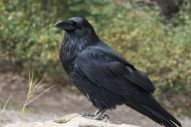 Trêu chọc loài quạ, nhà khoa học nhận "quả báo" suốt 17 năm 