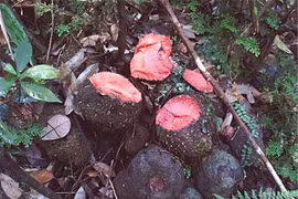  Trông như cục đá, loài cây này lại có tác dụng thần kỳ