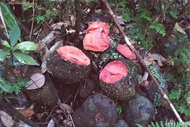  Trông như cục đá, loài cây này lại có tác dụng thần kỳ