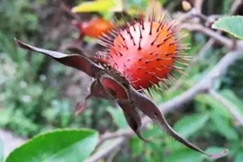 Loài cây quả như chiếc chùy, trông xấu xí nhưng lại cực ngon và bổ 