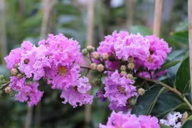 Video: Hoa bằng lăng ở hồ Hoàng Cầu hút bạn trẻ đến check in