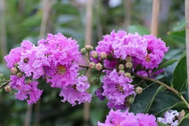 Video: Hoa bằng lăng ở hồ Hoàng Cầu hút bạn trẻ đến check in