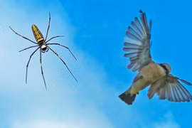 Tuyệt chiêu giăng "thiên la địa võng" săn mồi của nhện khổng lồ Nephila