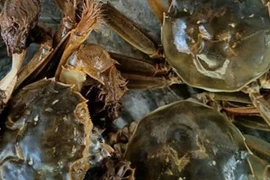 Loại cua ở Bắc Giang, xưa giá siêu rẻ nay nửa triệu đồng/kg