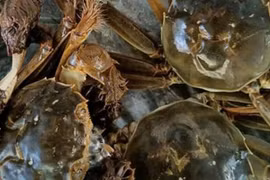 Loại cua ở Bắc Giang, xưa giá siêu rẻ nay nửa triệu đồng/kg