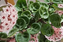 Cây cảnh sinh tài lộc, hương thơm ngọt ngào, nở hoa 3 mùa