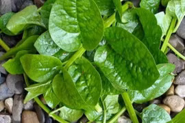 Rau mồng tơi mát, bổ nhưng 4 nhóm người này không nên ăn