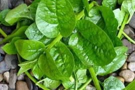 Rau mồng tơi mát, bổ nhưng 4 nhóm người này không nên ăn