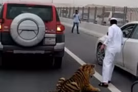 Clip: Đại gia Qatar “đau đầu” khi hổ dữ làm nũng