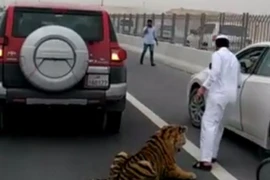 Clip: Đại gia Qatar “đau đầu” khi hổ dữ làm nũng